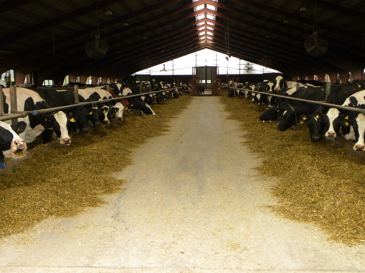 Pics: A 1,550ha Swedish dairy farm that milks 720 cows