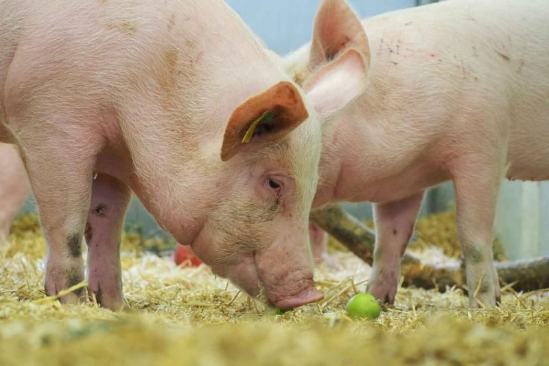 Pirbright study tests new flu vaccine administration methods on pigs