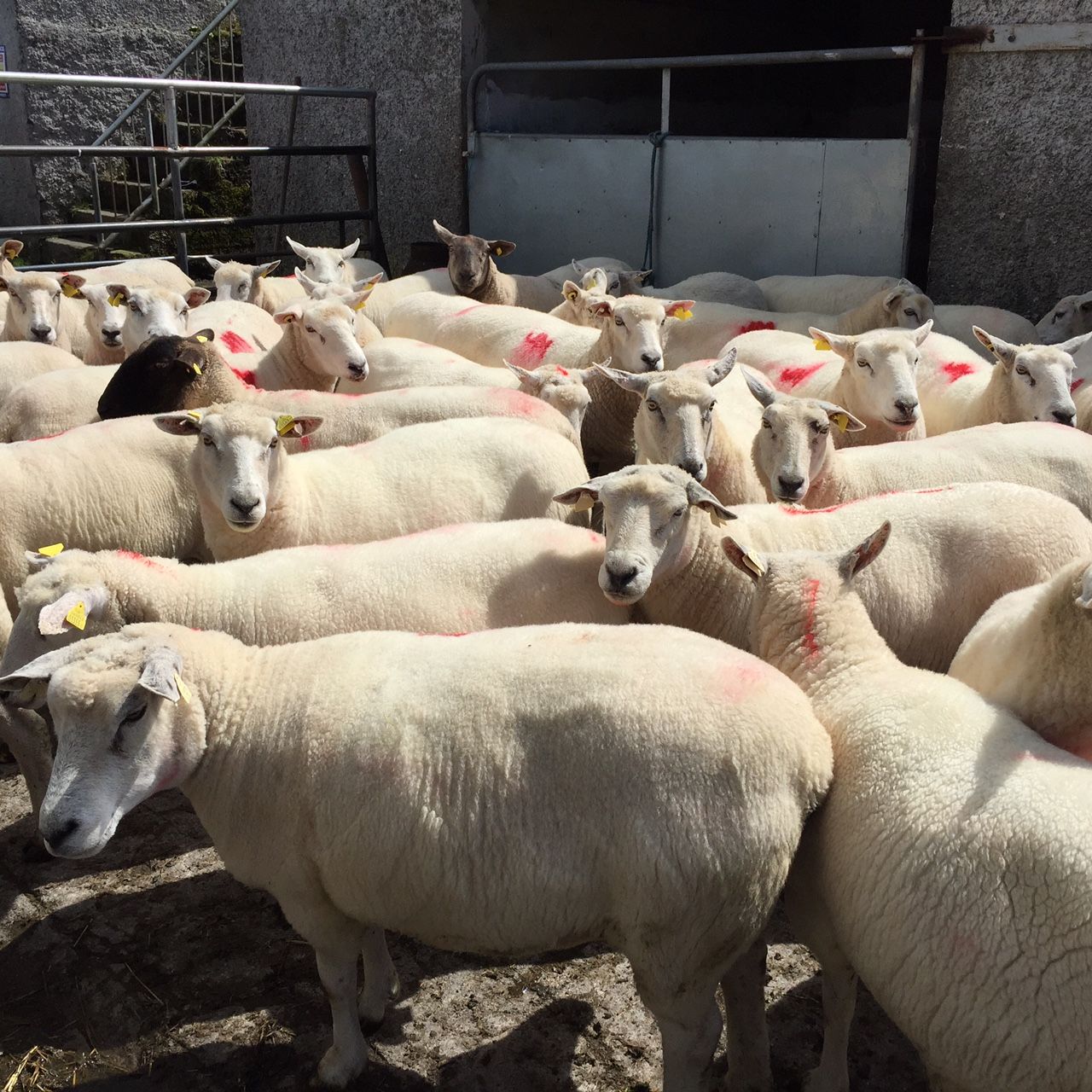 New Zealand lamb exports increase in June (down in H1)