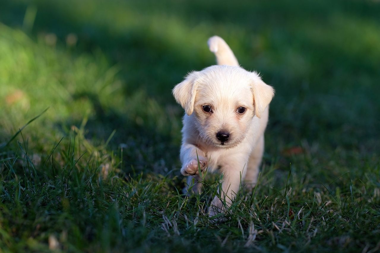 Government launches new laws to crack down on puppy smuggling