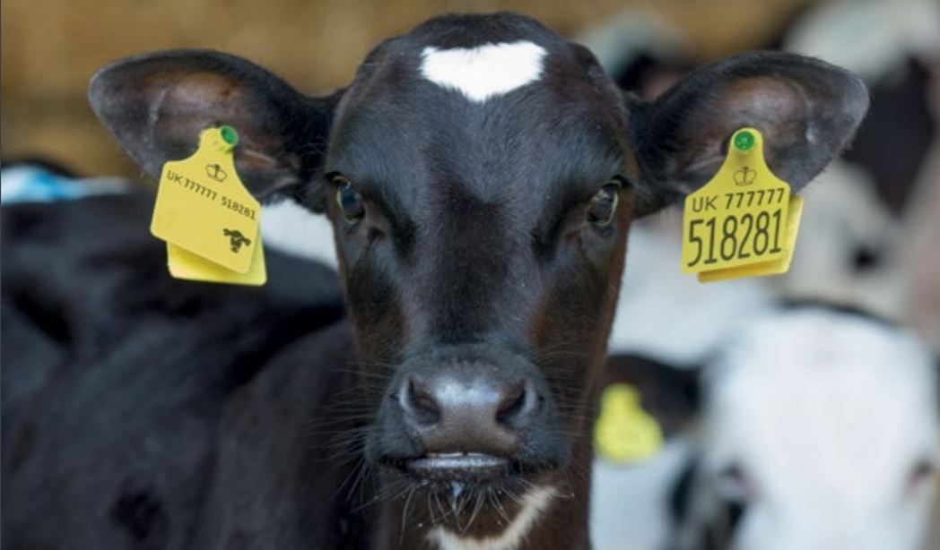 Holstein UK launches DNA bank to boost breed's authenticity