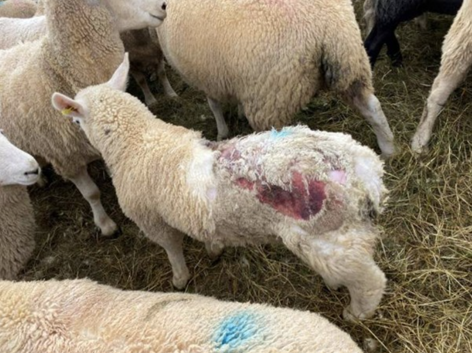 SCOPS launches blowfly forecasting tool ahead of peak season