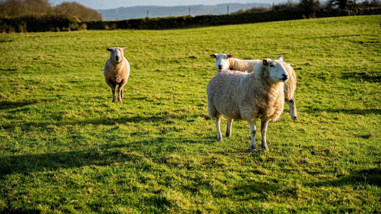 DAERA to host fluke detection trip to Scotland
