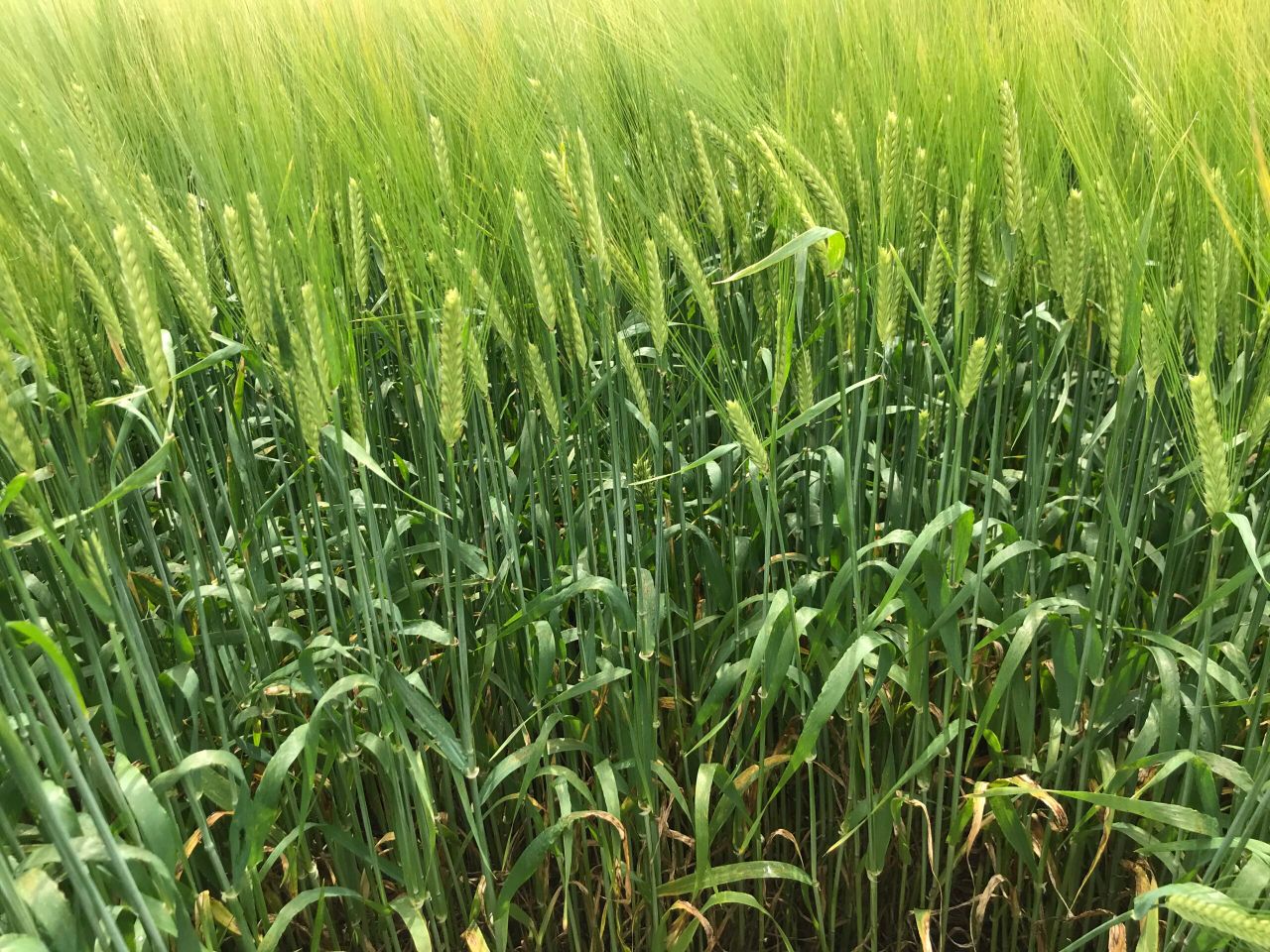 Key breakthrough in developing ‘gene edited’ barley