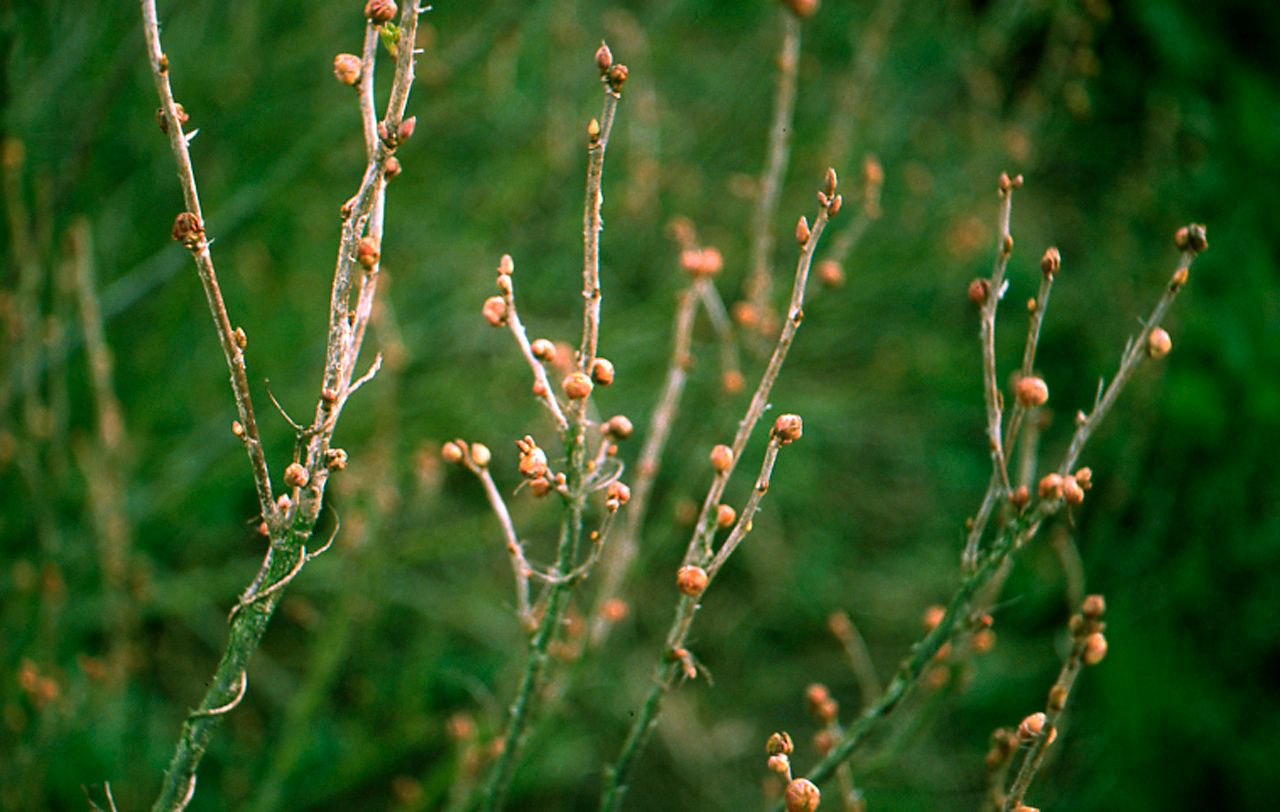 Improved tool to help predict blackcurrant gall mite emergence