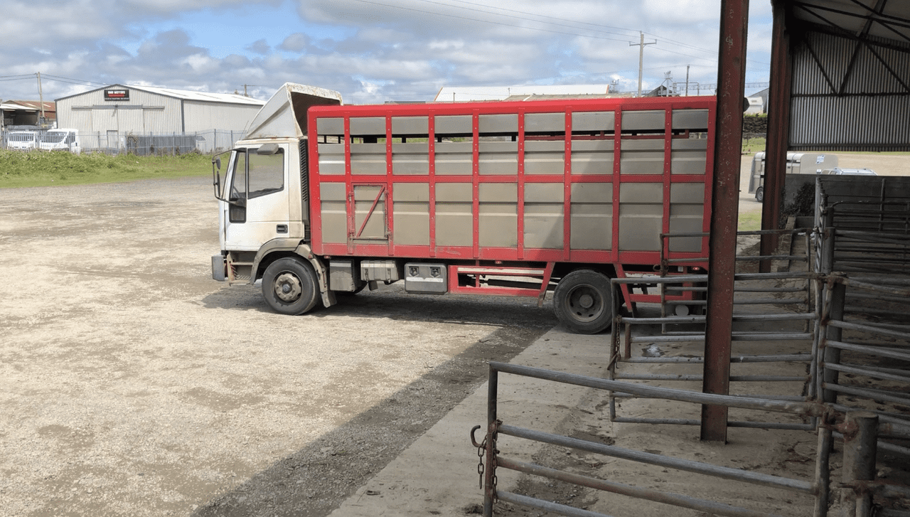 Study: ‘Simple change’ at abattoirs could improve livestock welfare