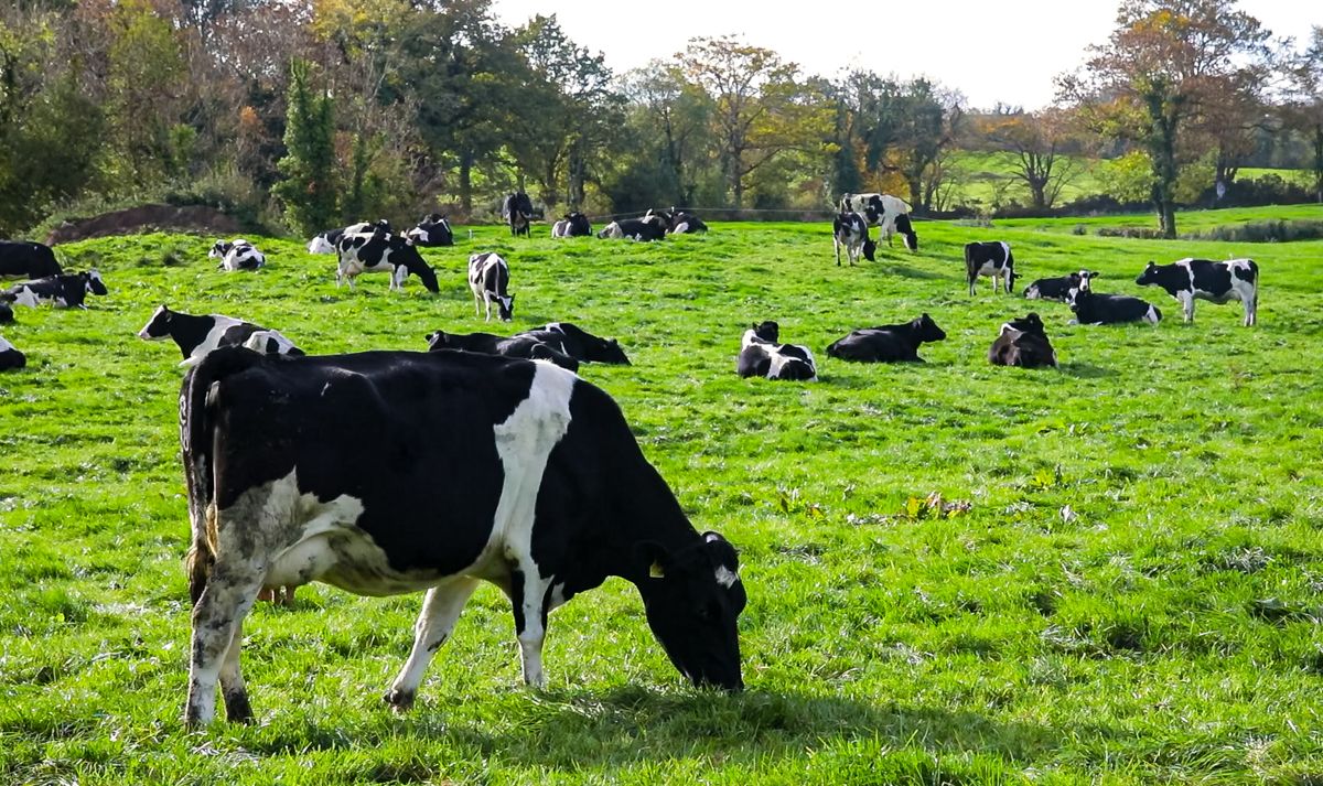 Ornua: Dairy commodity prices ‘showing signs of stability’