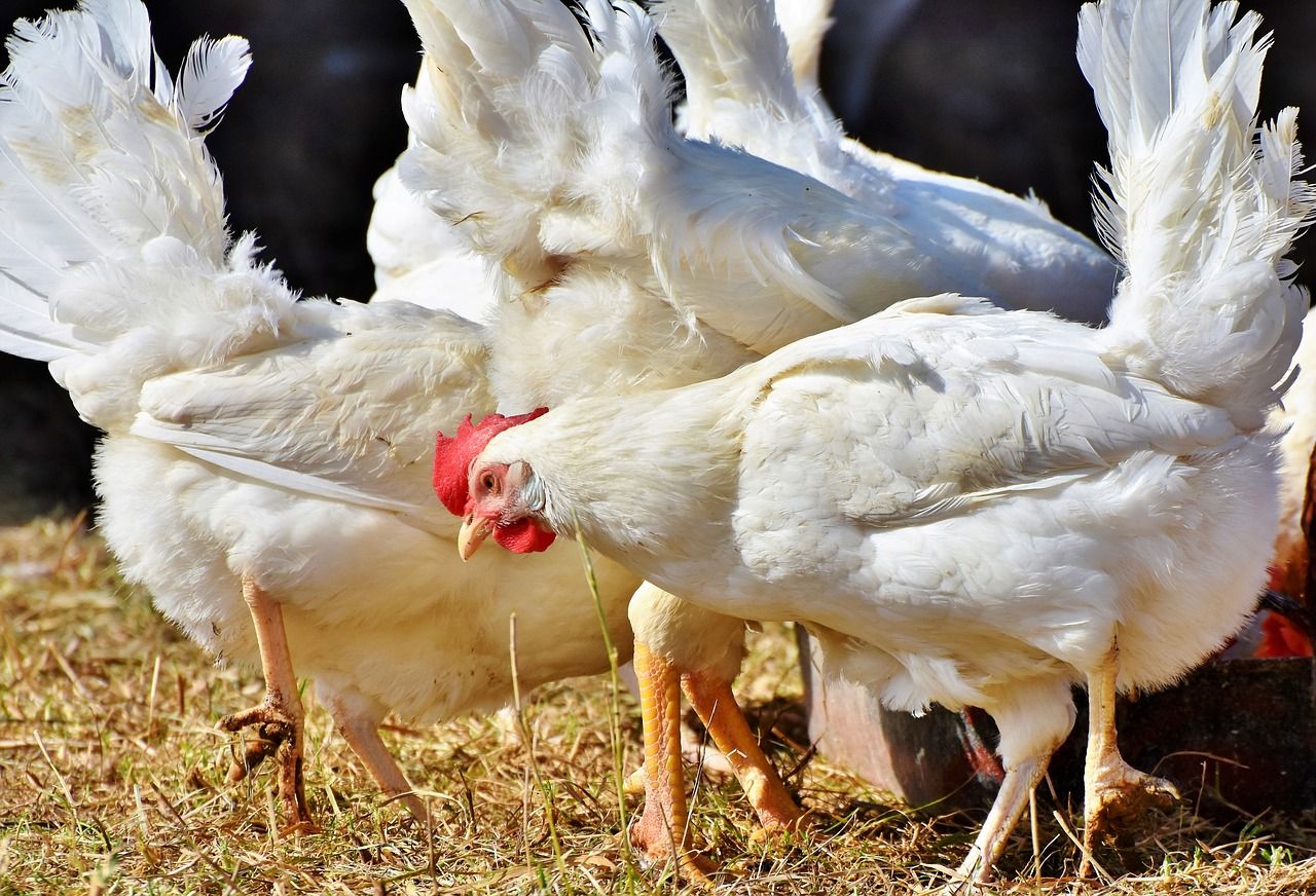 Vets urged to tackle extreme conformation across all species