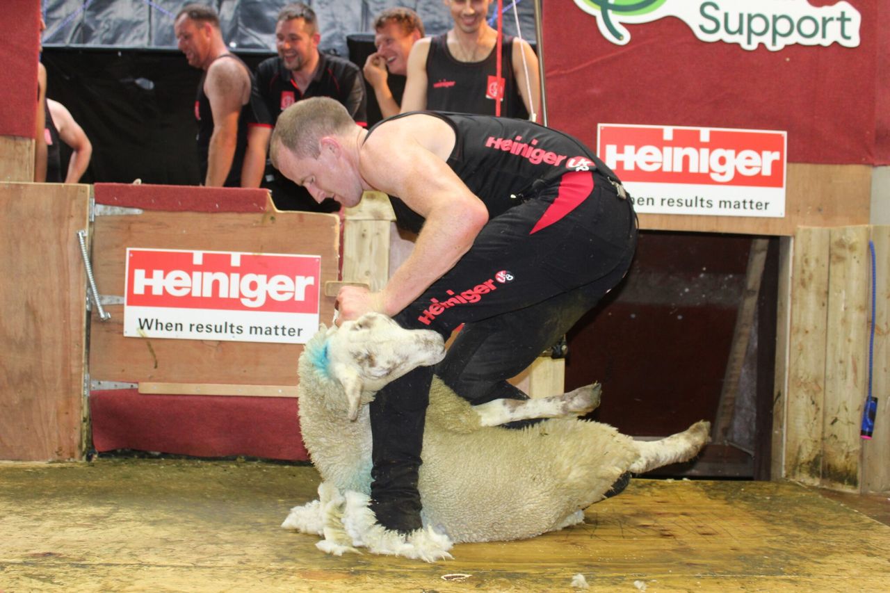 Tyrone farmer sets new record shearing 858 lambs in 9 hours