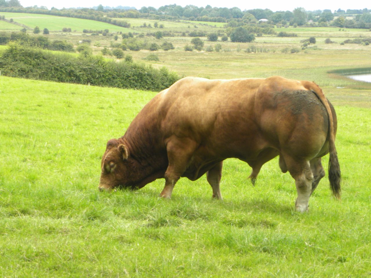 Is your stock bull fit for purpose?