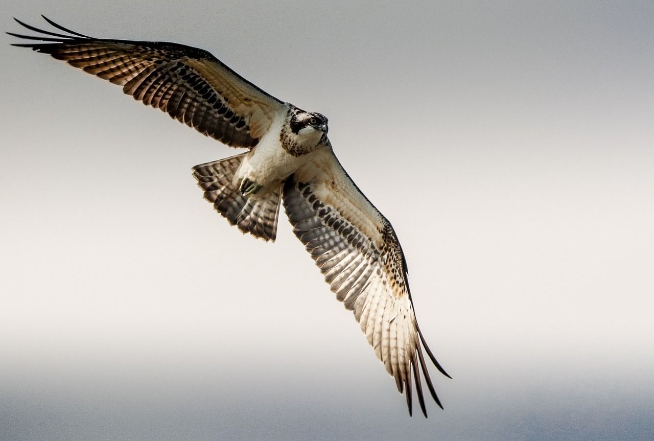 Ospreys breed in NI for first time in over 200 years