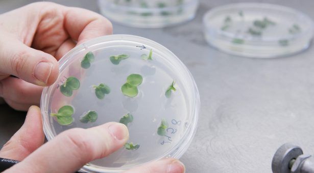 McAleer concerned over UK’s commitment to gene-editing