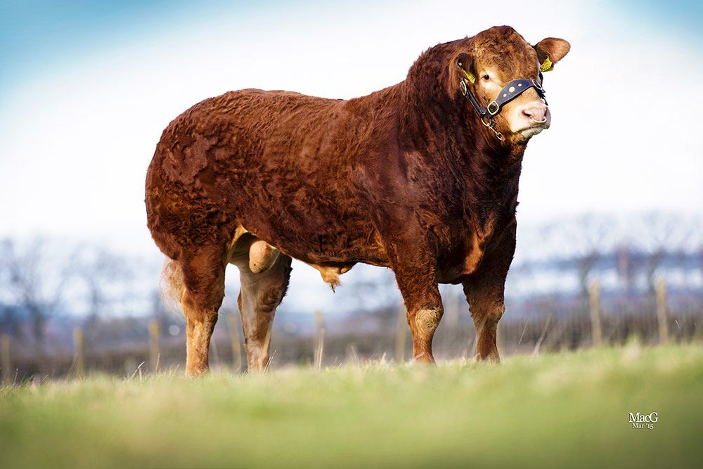Elite Limousin embryo auction to take place this Friday