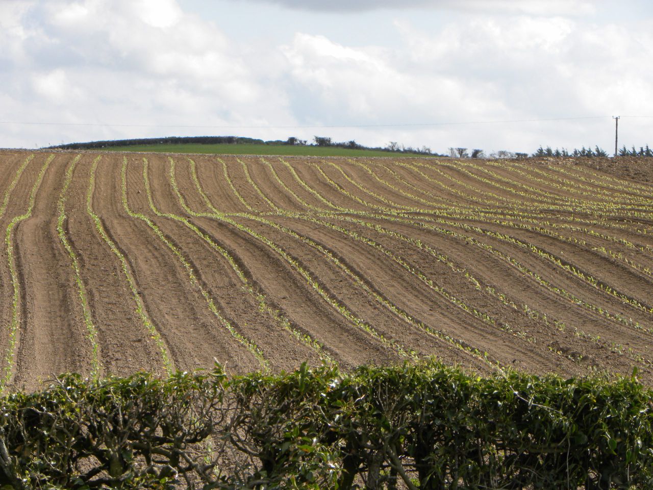 DAERA backs calls for 3-crop rule derogation