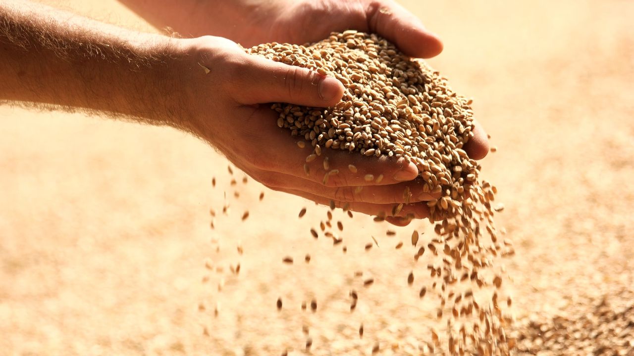 AHDB: Wheat prices may strengthen later in the year
