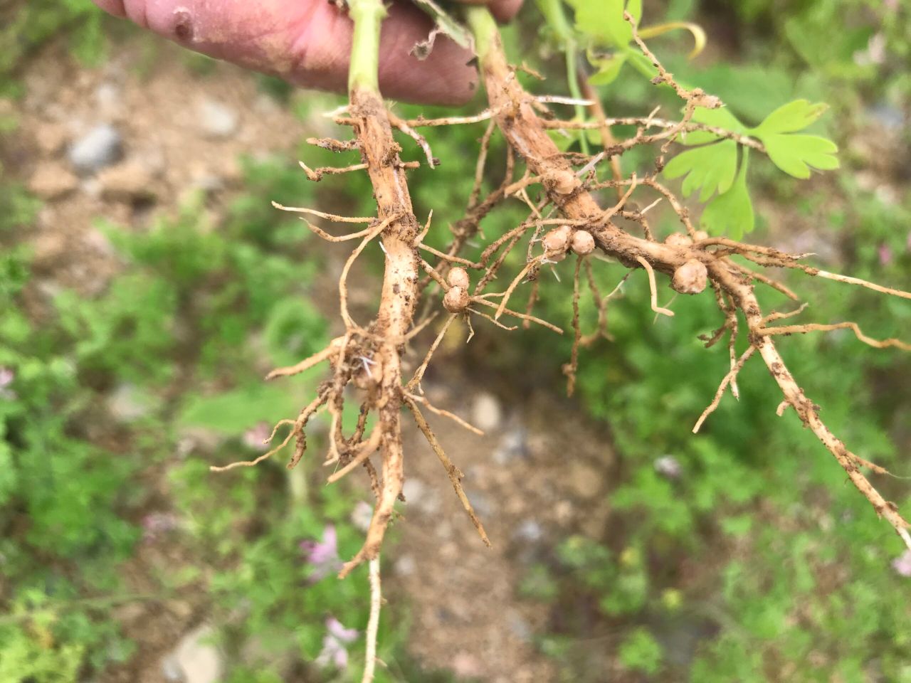 Report: Chinese soya bean imports to decline by 2030