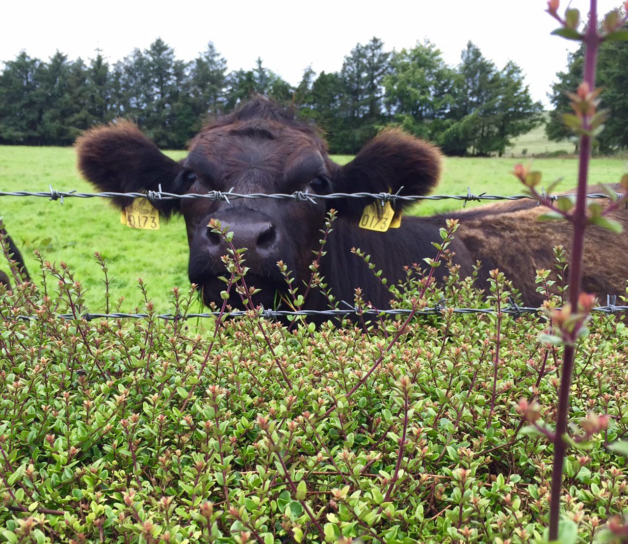 2 weeks left for farmers to apply for NI Environmental Farming Scheme
