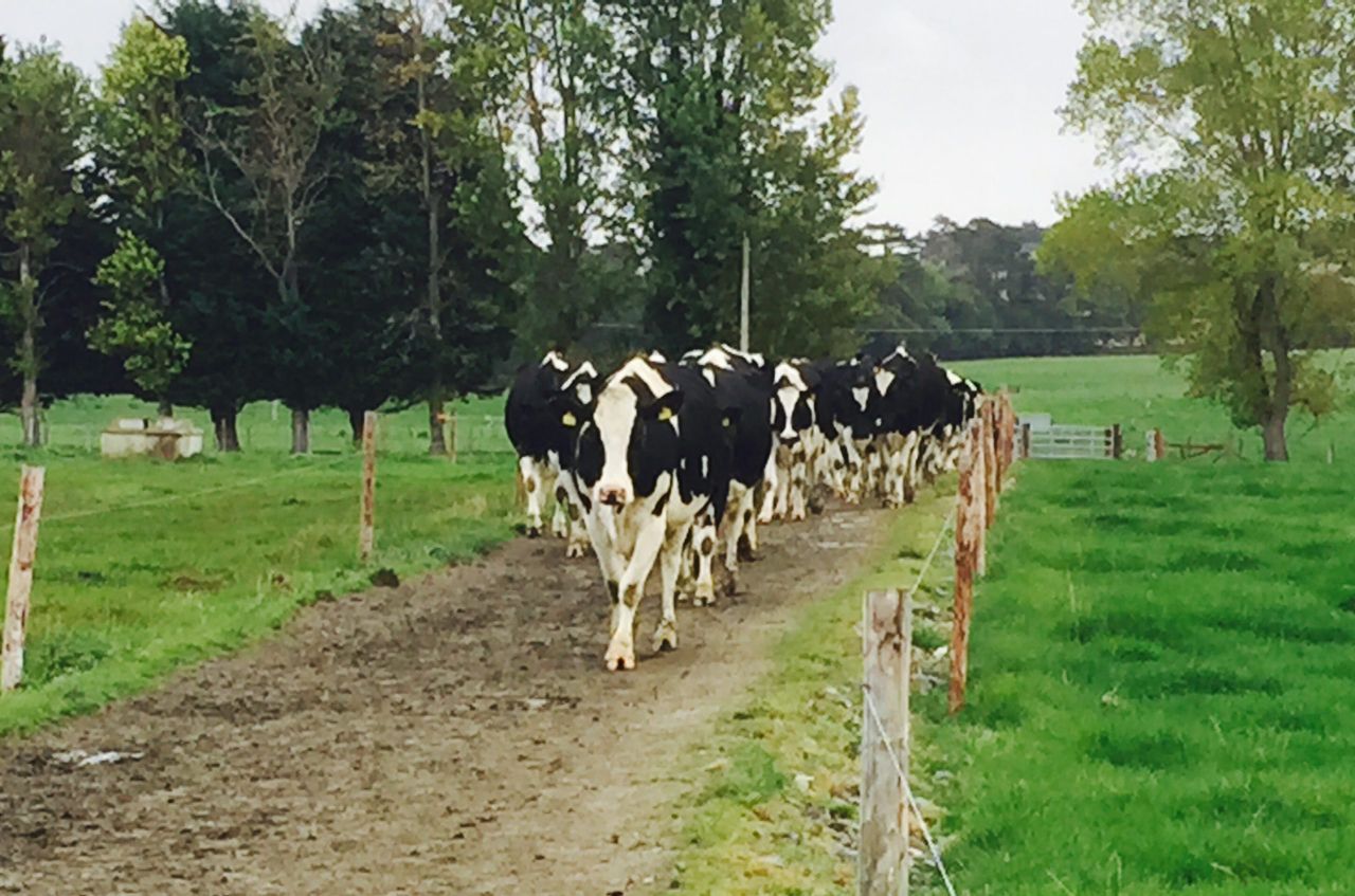 Major survey on dairy farming to reveal expansion details