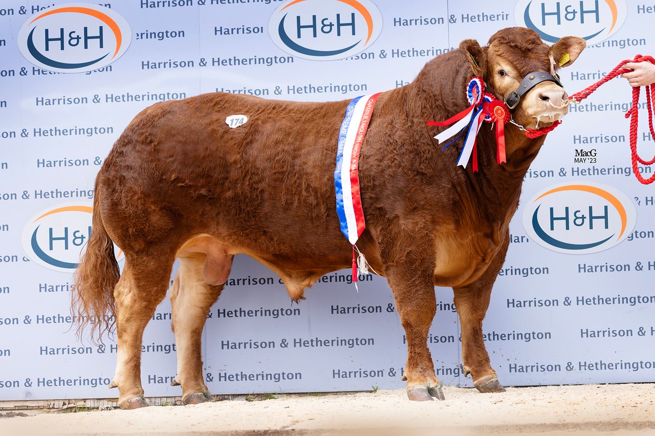 NI Limousin bull sells for 52,000gns at Carlisle sale