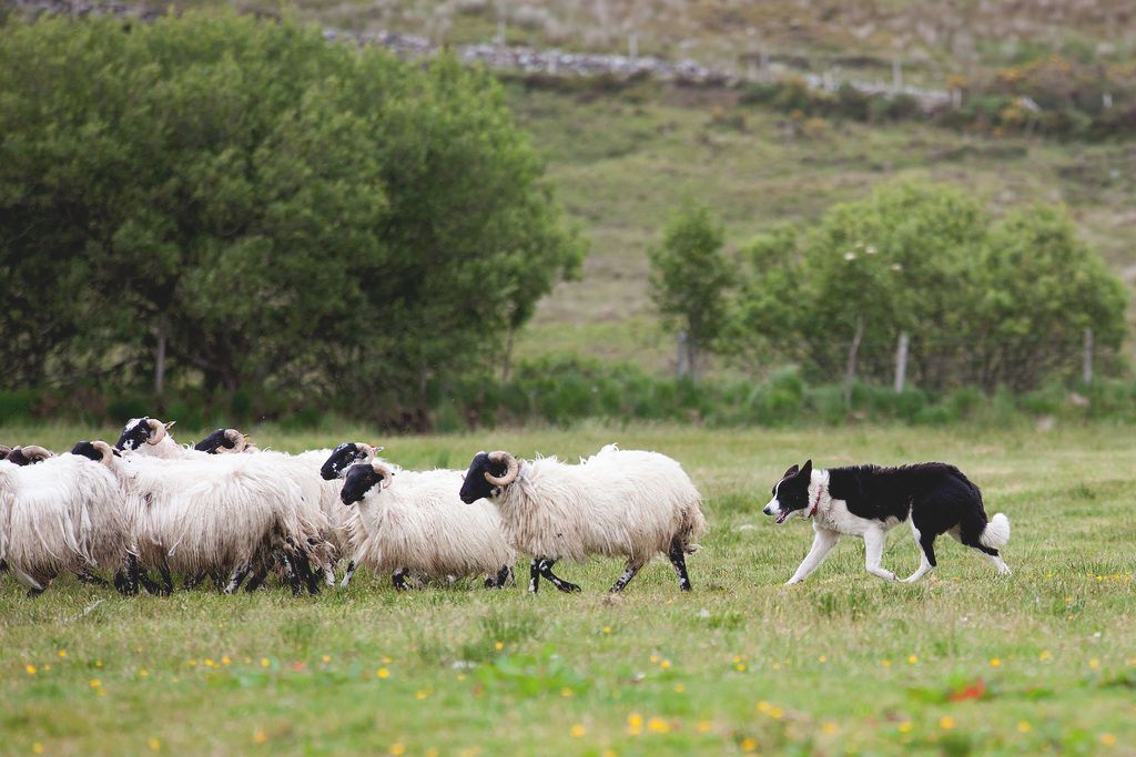Sheepdog trials to return in person and on livestream