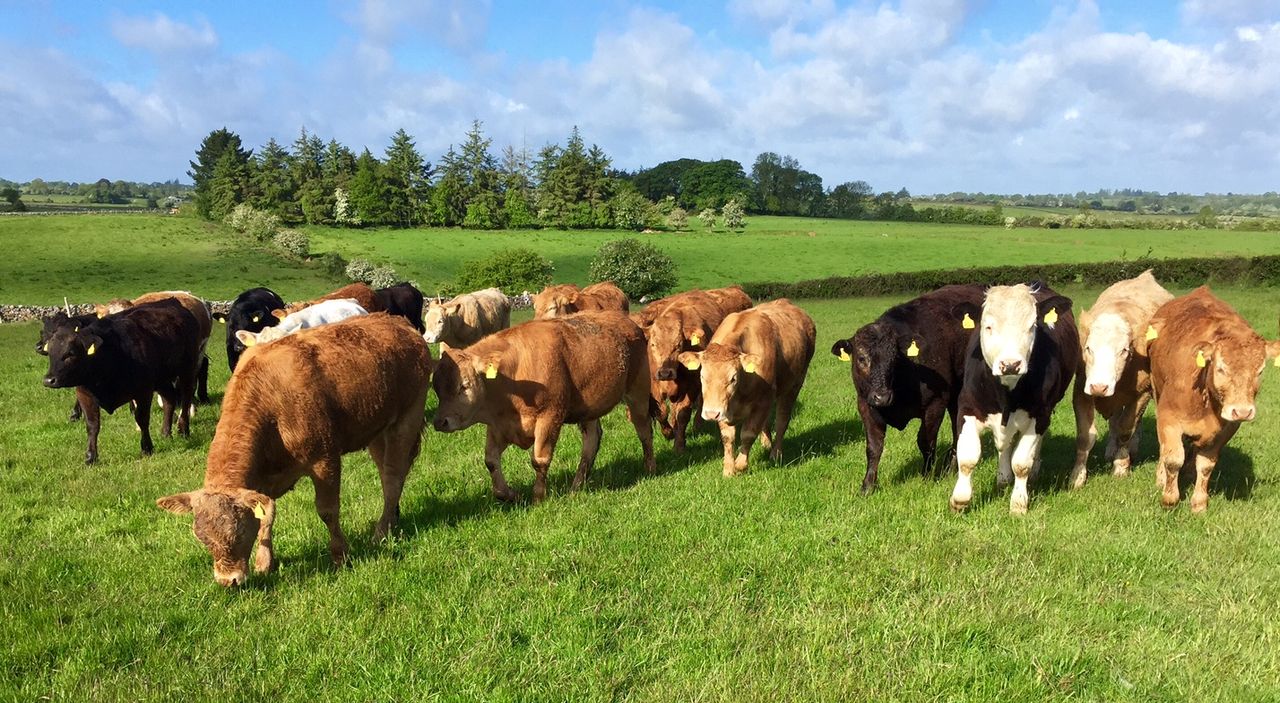Australian shipments drive up beef imports in Japan