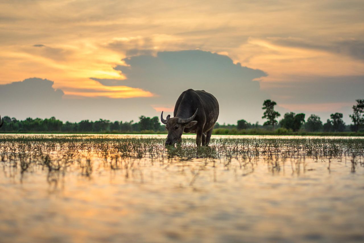 Community-led solutions to tackle global food and climate crisis