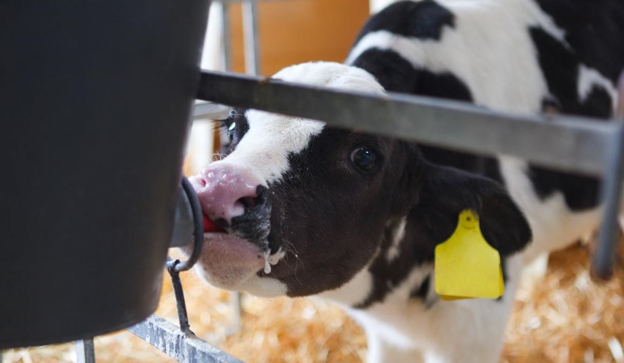 Grant funding on the way for computerised calf feeders