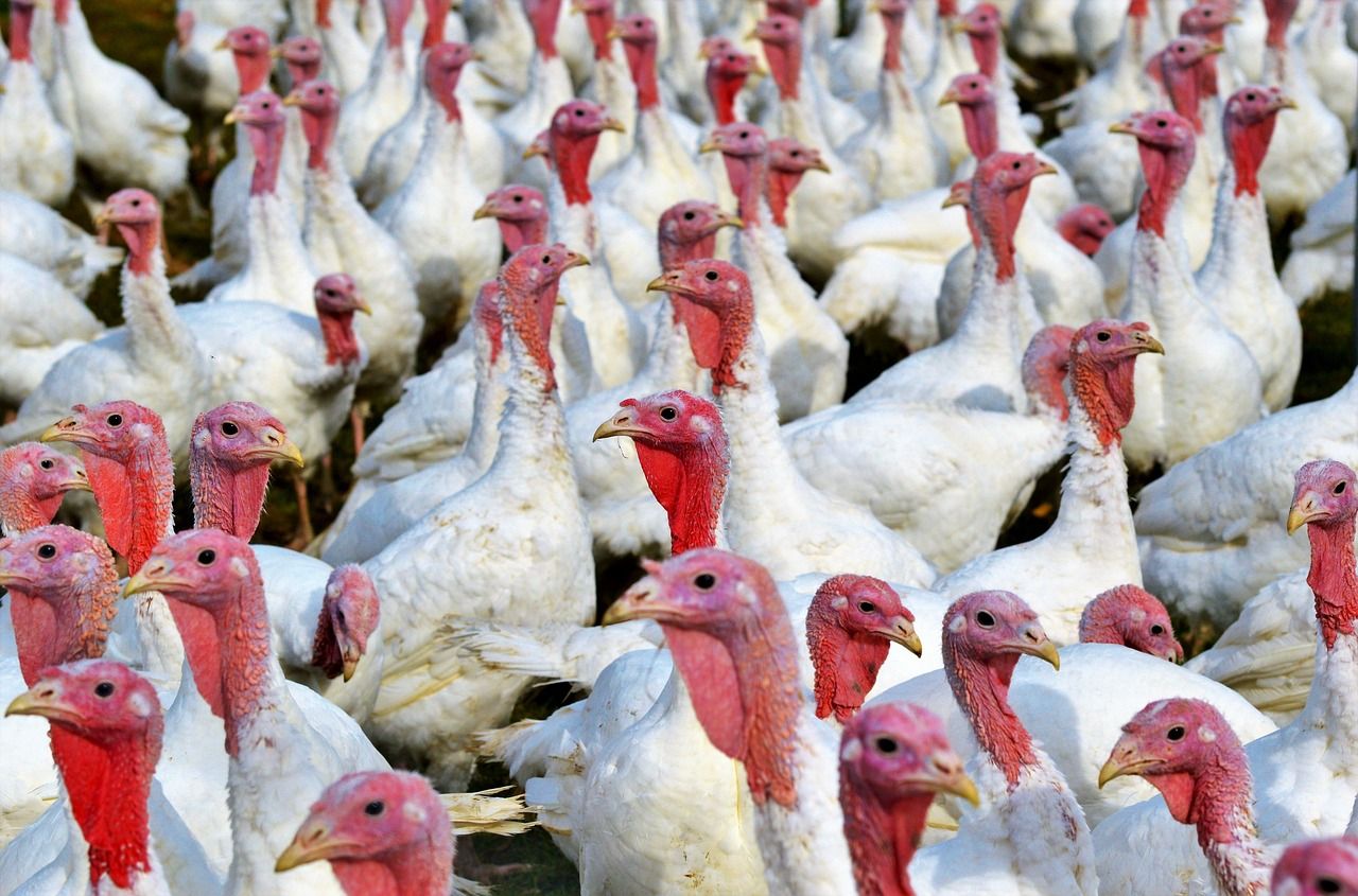 Free range turkeys performed very well in 2024 – expert