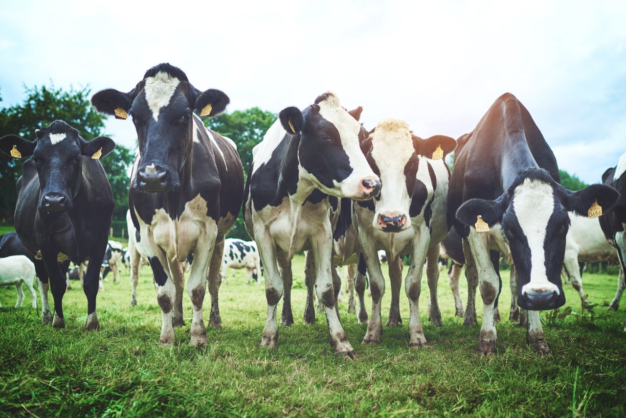 GDT price index records decrease at latest event