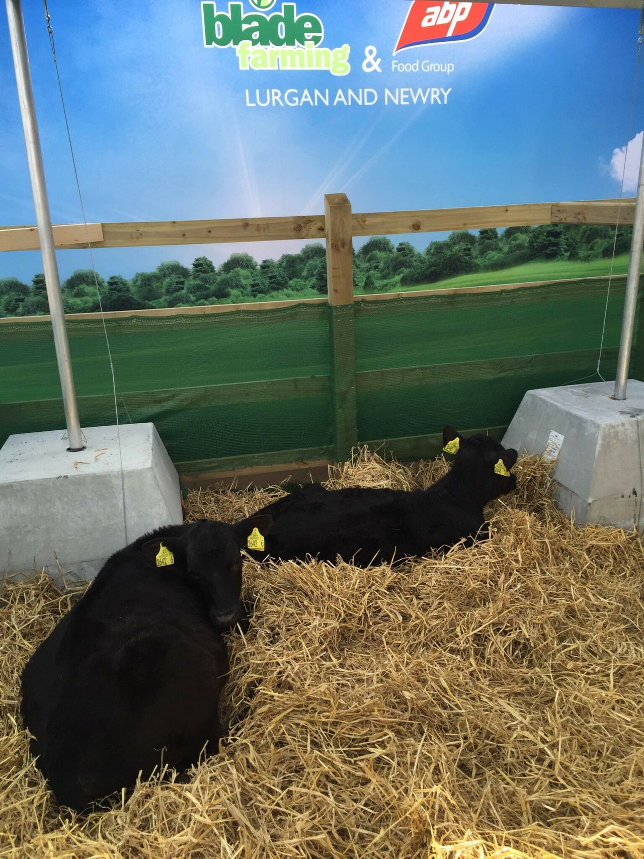 Young farmers have the chance to rear six calves and win £6,000