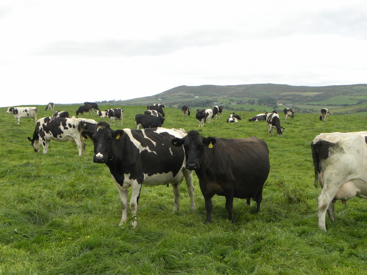 English dairy herd grows for the first time in 15 years
