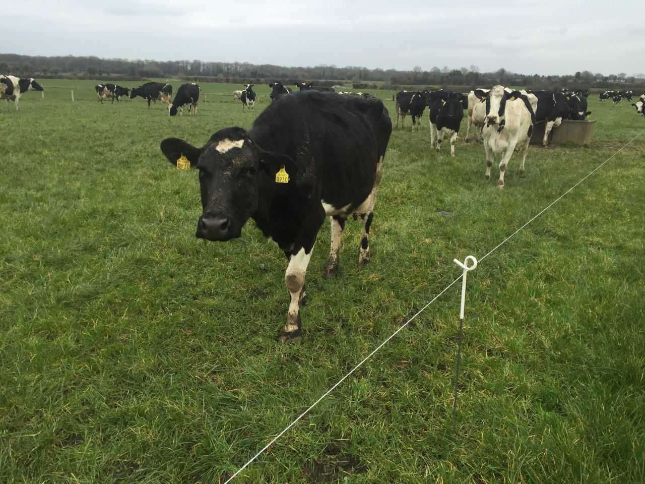 'Innovative changes needed in NI dairy industry'