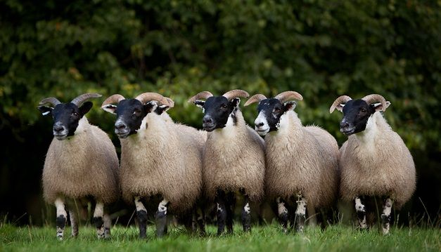 Mandatory NI sheep dipping course in force for autumn 2017