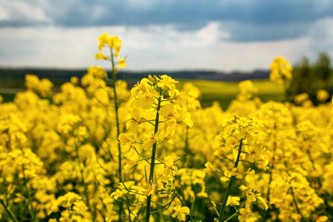 Research: Azole fungicides less effective against some disease