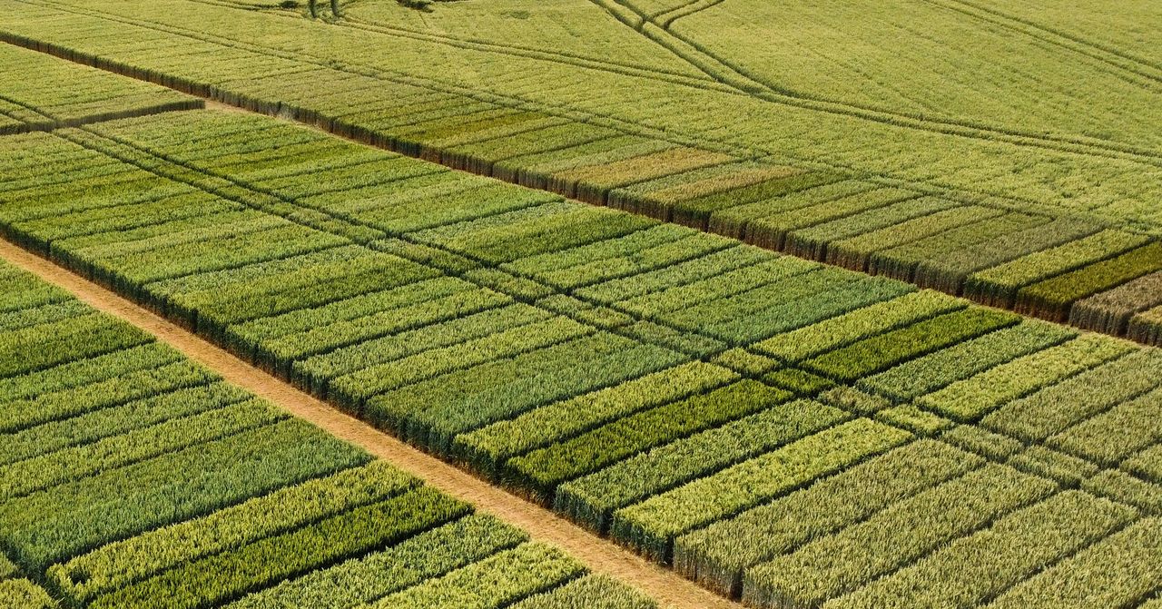 ADAMA adds new plant growth regulators to protection range