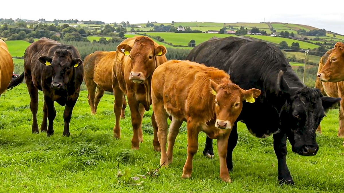 AMR is a growing priority for livestock farmers in NI