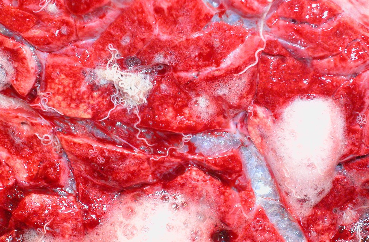 Warning as fatal cases of ‘hoose’ discovered in cattle