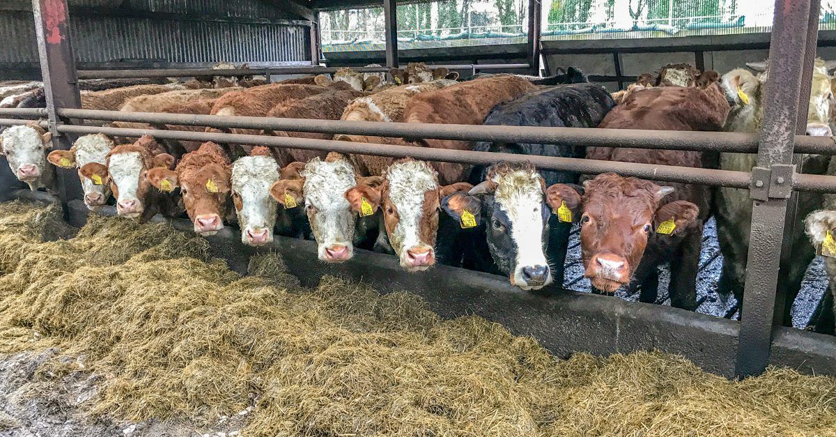 DAERA urges farmers to be vigilant for bluetongue and EHD