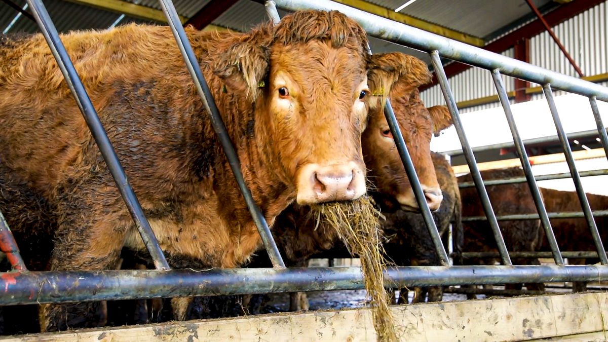 2 NI beef processors secure access for US export