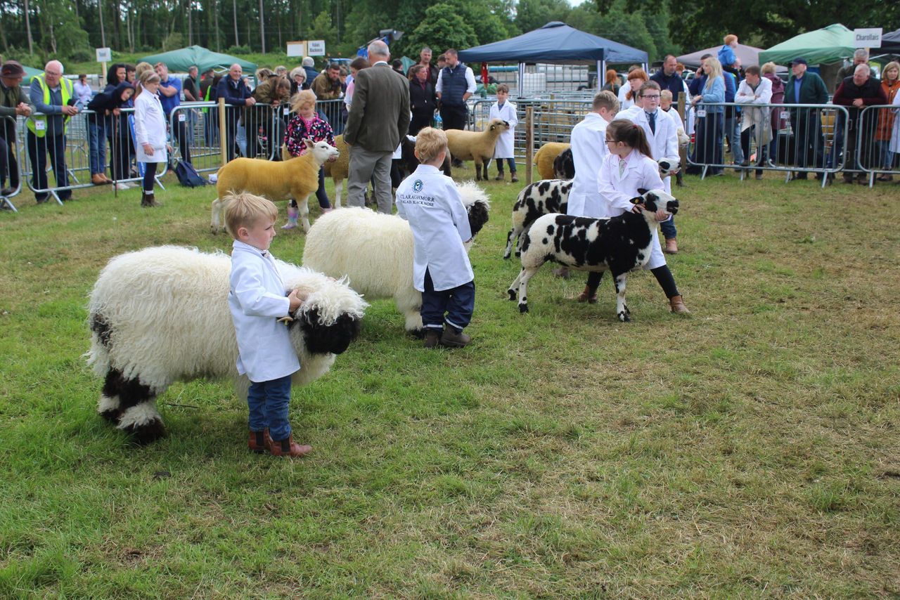 ‘Tremendous’ turnout of young handlers at Armagh Show 2026