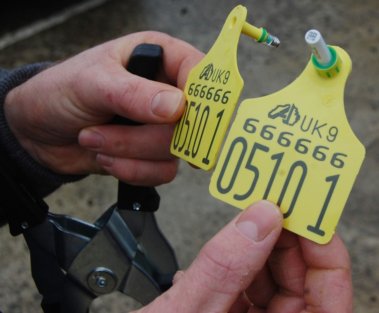 First NI farmer convicted for BVD-related movement offences