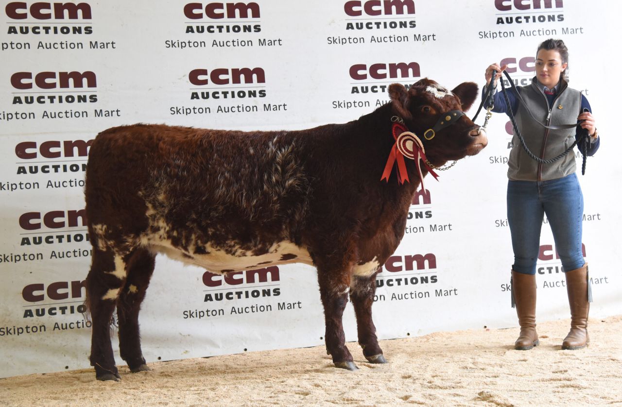 Beef Shorthorn females achieve new 11,000gns Skipton record