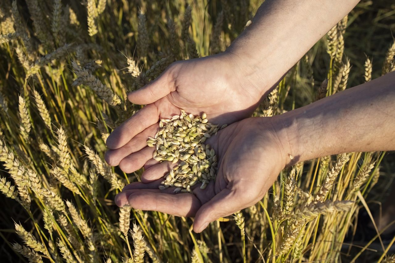 Tillage: The benefits of grain analysis at harvest