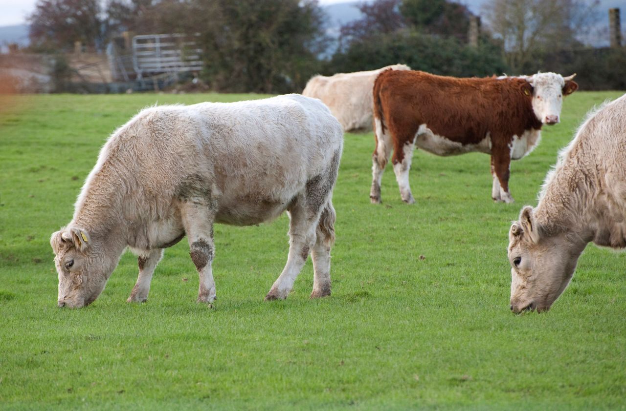 Small NI beef farms acutely exposed to bTB testing costs – report