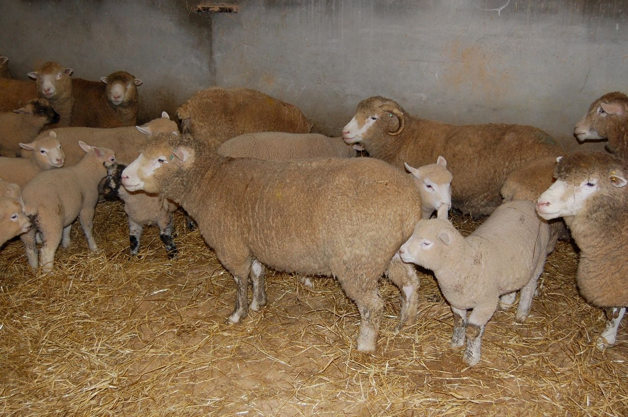 Managing the early lambing ewe