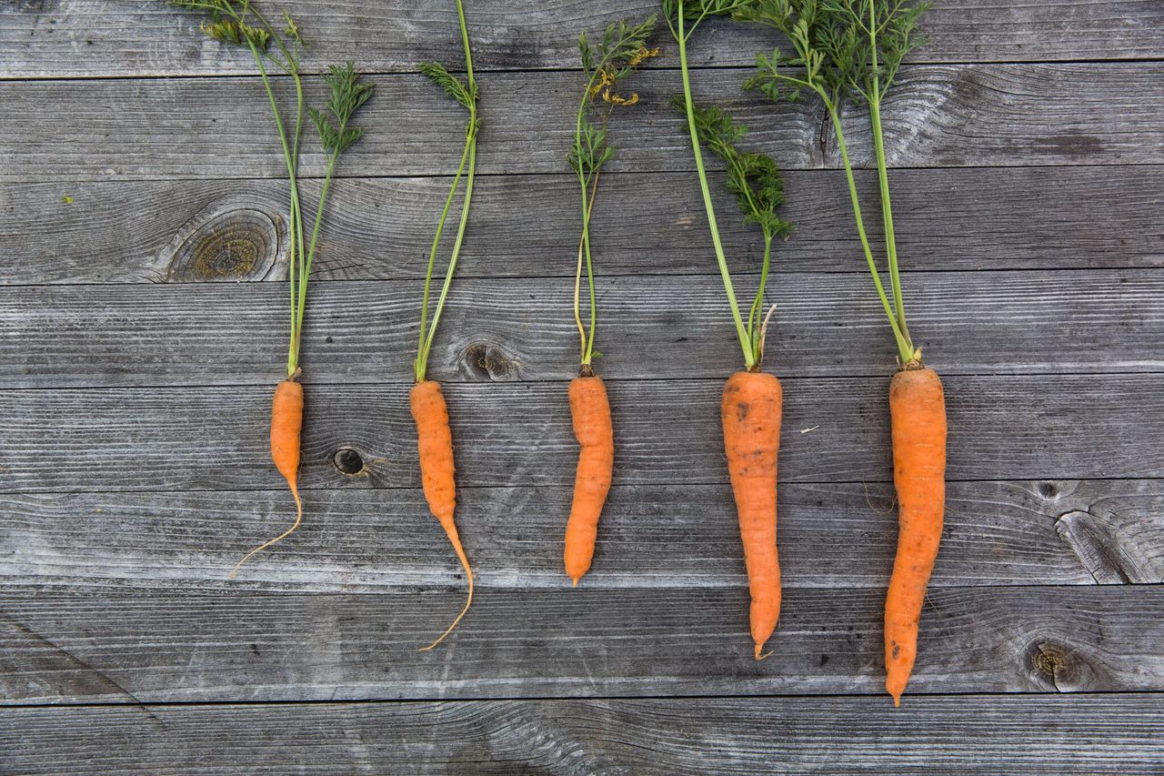 Supplement producers are going to ‘lose out’ amid carrot research