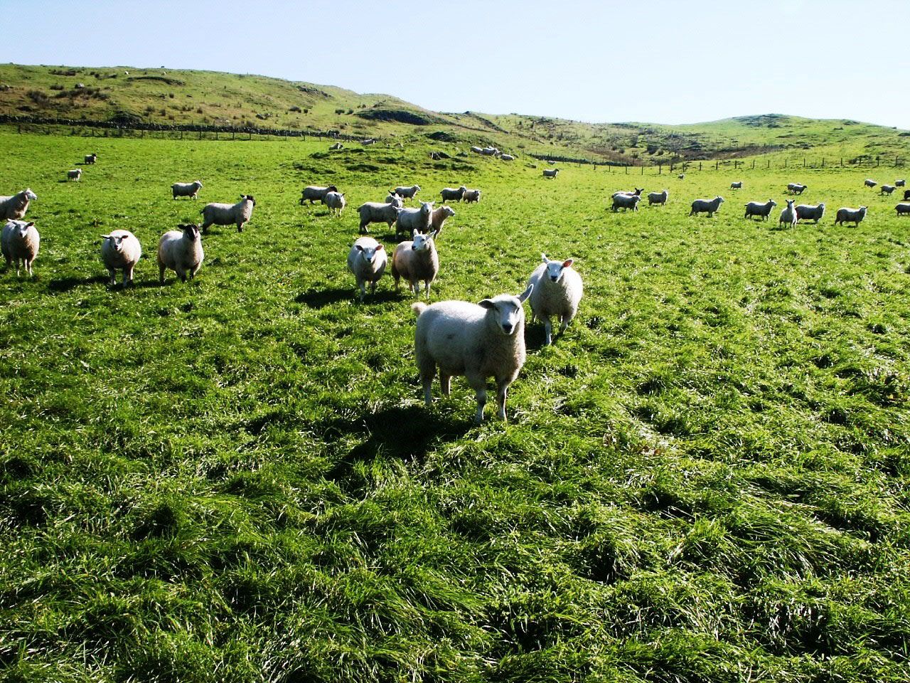 Fall in dependence on UK and France for sheepmeat exports
