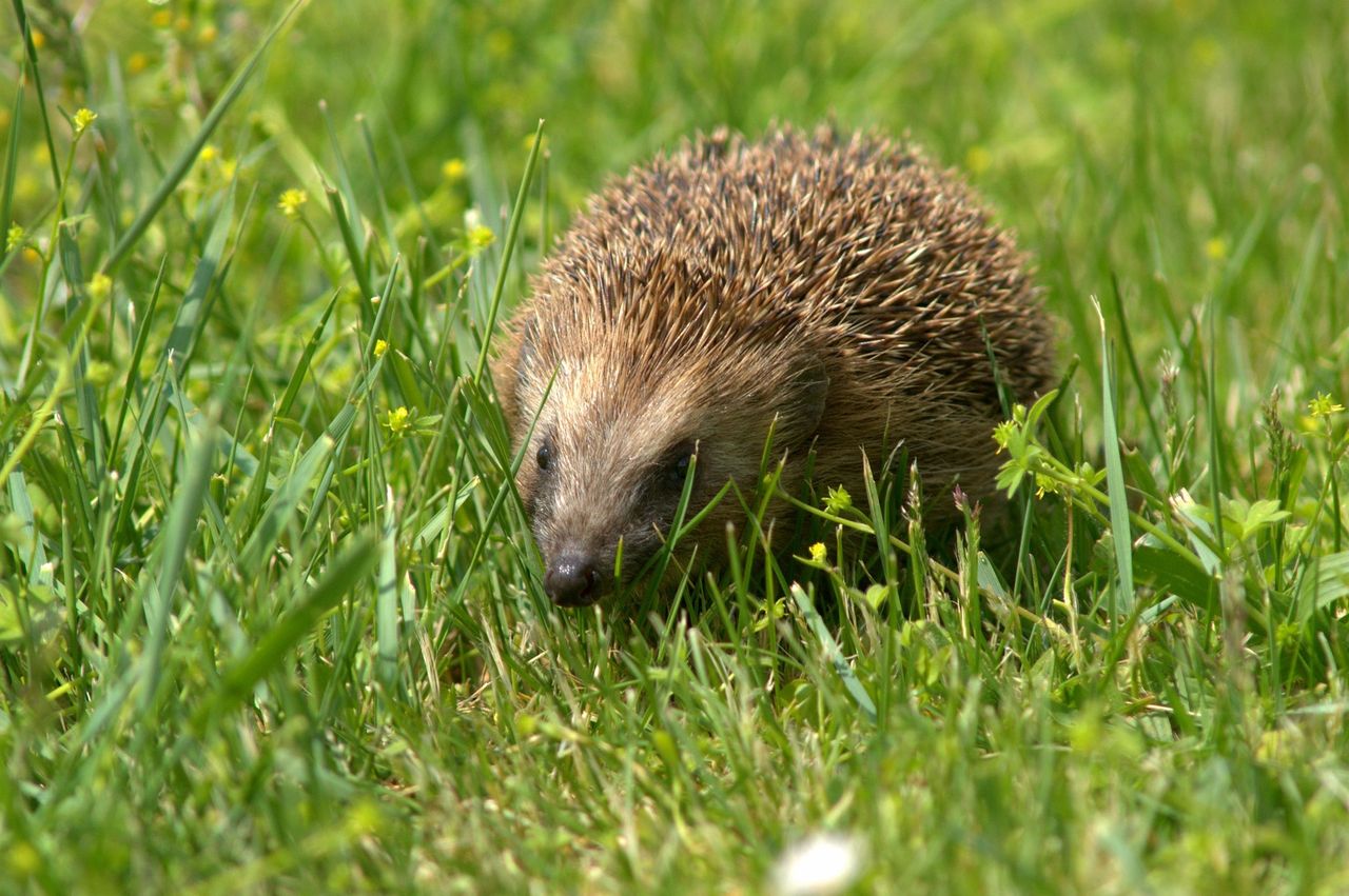Police appeal for information after hedgehog 'set alight'