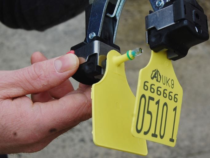Compulsory testing for BVD comes into effect in Northern Ireland today