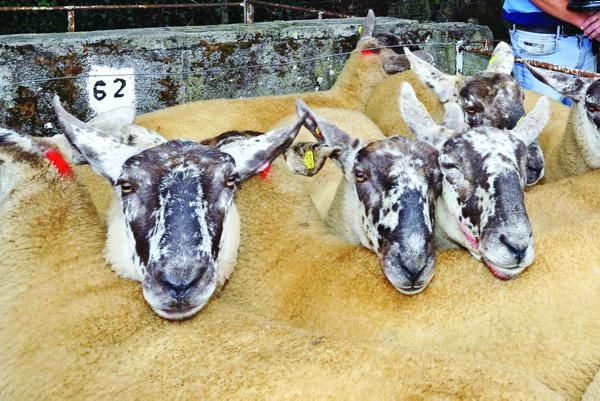 Over 2,000 sheep up for sale at this year's Borris Ewe show and sale